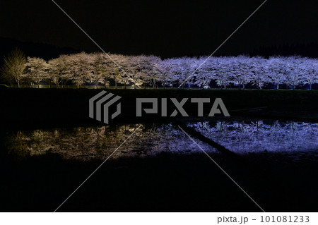 水田に映る夜桜 桜並木のライトアップ(鹿児島県姶良郡湧水町稲葉崎の国道268号沿い) 水田に映る夜桜 桜並木のライトアップ(鹿児島県姶良郡湧水町稲葉崎の国道268号沿い) 101081233