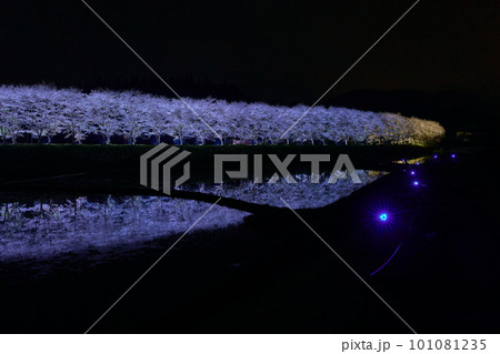 水田に映る夜桜 桜並木のライトアップ(鹿児島県姶良郡湧水町稲葉崎の国道268号沿い) 水田に映る夜桜 桜並木のライトアップ(鹿児島県姶良郡湧水町稲葉崎の国道268号沿い) 101081235