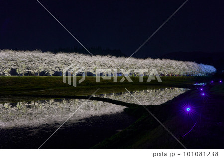 水田に映る夜桜 桜並木のライトアップ(鹿児島県姶良郡湧水町稲葉崎の国道268号沿い) 水田に映る夜桜 桜並木のライトアップ(鹿児島県姶良郡湧水町稲葉崎の国道268号沿い) 101081238