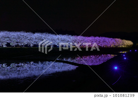 水田に映る夜桜 桜並木のライトアップ(鹿児島県姶良郡湧水町稲葉崎の国道268号沿い) 水田に映る夜桜 桜並木のライトアップ(鹿児島県姶良郡湧水町稲葉崎の国道268号沿い) 101081239