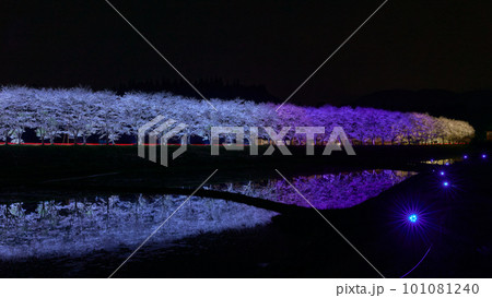 水田に映る夜桜 桜並木のライトアップ(鹿児島県姶良郡湧水町稲葉崎の国道268号沿い) 水田に映る夜桜 桜並木のライトアップ(鹿児島県姶良郡湧水町稲葉崎の国道268号沿い) 101081240