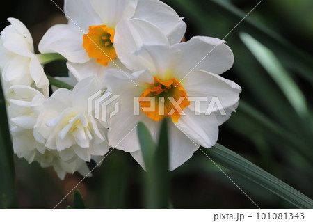 日本の早春の庭に咲く白い花びらにオレンジ色の副花冠を持つ口紅水仙の花 日本の早春の庭に咲く白い花びらにオレンジ色の副花冠を持つ口紅水仙の花 101081343