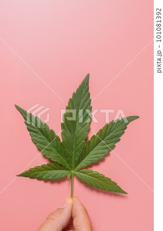 Weed, cannabis, hemp, marijuana leaf on colorful background. Weed, cannabis, hemp, marijuana leaf on colorful background. 101081392