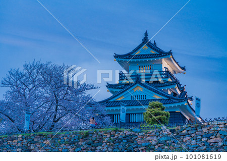 （静岡県）桜満開の浜松城　ライトアップ 101081619
