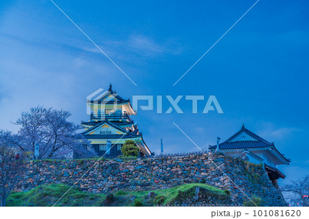 （静岡県）桜満開の浜松城　ライトアップ 101081620