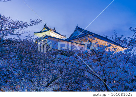 （静岡県）桜満開の浜松城　ライトアップ 101081625