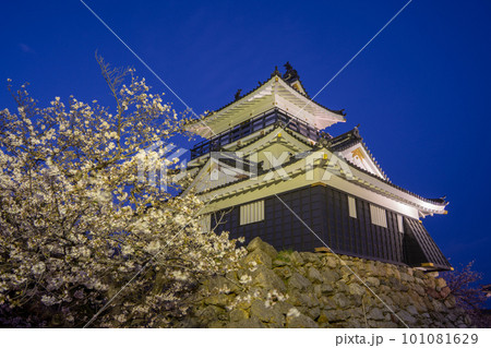 （静岡県）桜満開の浜松城　ライトアップ 101081629