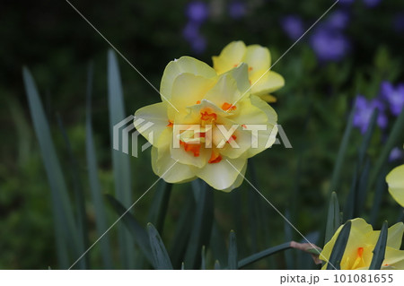 日本の春の庭に咲く黄色い八重咲水仙(タヒチ)の花 日本の春の庭に咲く黄色い八重咲水仙(タヒチ)の花 101081655