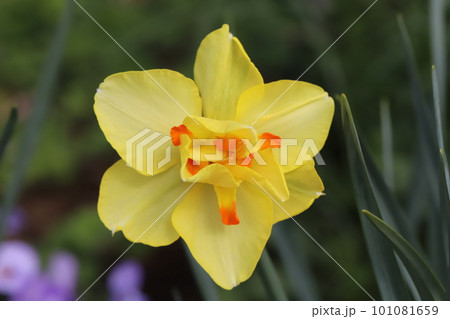 日本の春の庭に咲く黄色い八重咲水仙(タヒチ)の花 日本の春の庭に咲く黄色い八重咲水仙(タヒチ)の花 101081659