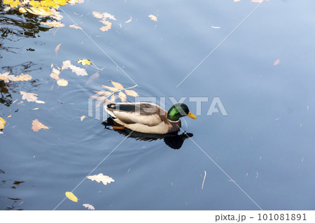 mallard ducks on a water in dark pond with floating autumn or fall leaves, top view. Beautiful fall nature .  101081891