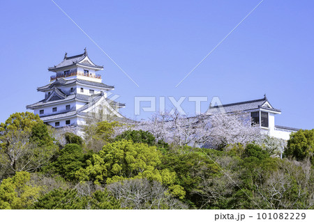 桜が見ごろの唐津城(佐賀県唐津市) 桜が見ごろの唐津城(佐賀県唐津市) 101082229