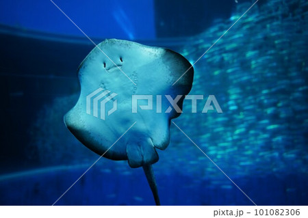 日本、神奈川、八景島、シーパラダイス、水族館、水、生き物、魚、青、泳ぐ、生物、 101082306