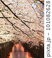 目黒川の夜桜ライトアップ 101082628