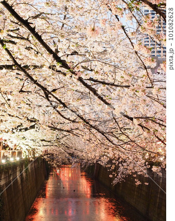 目黒川の夜桜ライトアップ 101082628