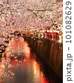 目黒川に映る夜桜ライトアップ 101082629