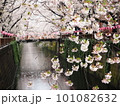 目黒川に咲く桜 101082632