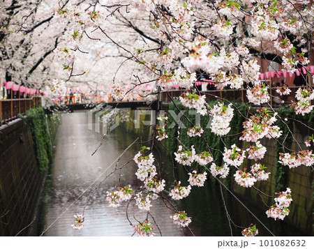 目黒川に咲く桜 101082632