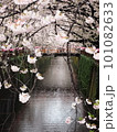 川辺に咲き乱れる桜 101082633