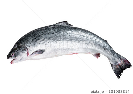 Fresh raw salmon red whole fish on kitchen table. Isolated on white background. 101082814
