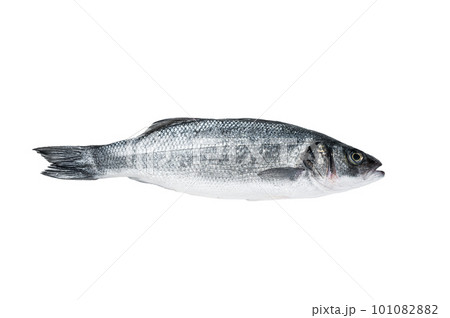 Fresh raw seabass fish on kitchen table. Isolated on white background. 101082882