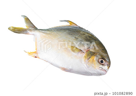 Fresh raw fish pompano on kitchen table. Isolated on white background. 101082890