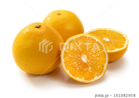柑橘類のフルーツ、美生柑 101082958
