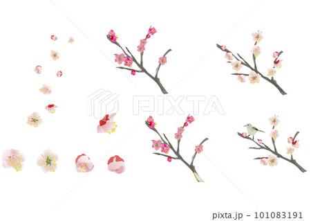 梅の花のイラストセット 101083191