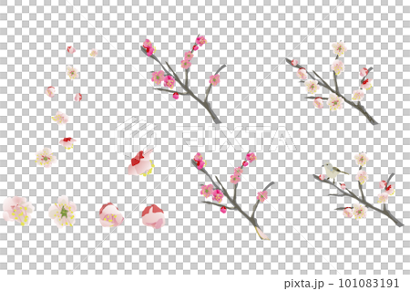 梅の花のイラストセット 101083191