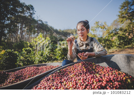 young man gardener with smartphone in the garden 101083212