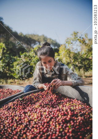Coffee beans in the fermentation and washing process, dry raw coffee beans. Coffee beans in the fermentation and washing process, dry raw coffee beans. 101083213