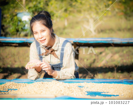 Coffee production, natural sun dry of honey process, removed bulb and remaining sweet for dry, premium quality of coffee in Chiangmai, Thailand Coffee production, natural sun dry of honey process, removed bulb and remaining sweet for dry, premium quality of coffee in Chiangmai, Thailand 101083227