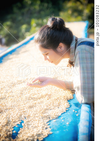 coffee bean parchment in hand 101083232