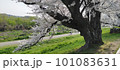 桜 101083631