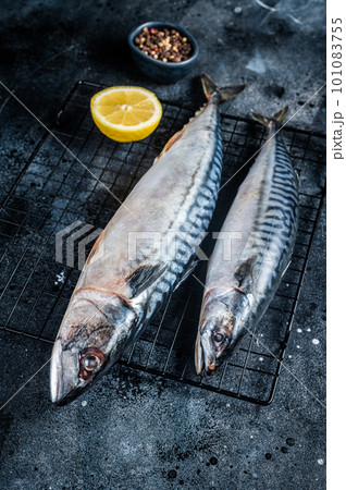 Fresh Raw mackerel scomber fish ready for grilling. Black background. Top view 101083755