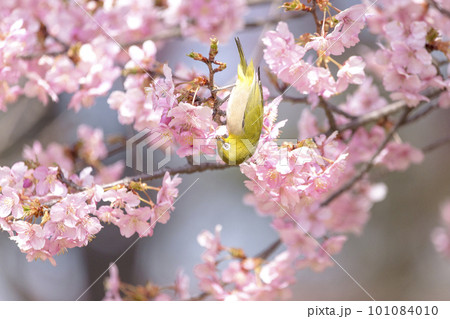 河津桜とメジロと青空。春のイメージ素材。 101084010