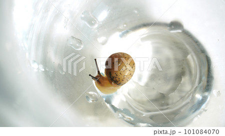 a snail in the glass cup 101084070