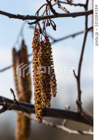 Small branch of black alder Alnus glutinosa with male catkins and female red flowers. Blooming alder in spring beautiful natural background with clear earrings and blurred background 101084384