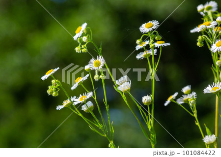 Annual fleabane Erigeron annuus, Daisy fleabane Eastern daisy fleabane herbaceous plant with closed flower buds and open blooming flowers consisting of bright white petals growing from yellow 101084422