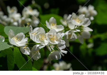 Close-up shot of bowl-shaped white flowers with prominent yellow stamens of the Sweet mock orange or English dogwood. Philadelphus coronarius in sunlight with blue sky background in summer Close-up shot of bowl-shaped white flowers with prominent yellow stamens of the Sweet mock orange or English dogwood. Philadelphus coronarius in sunlight with blue sky background in summer 101084430