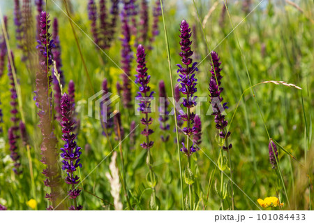 Macro of salvia sage blossoms as it just begins to bloom. Salvia deserta 101084433