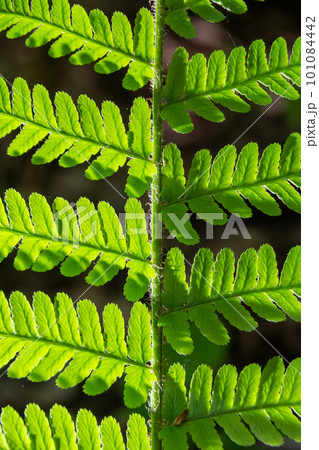 Fern is a member of a group of vascular plants that reproduce by spores and have neither seeds nor flowers. Medicinal plant Fern is a member of a group of vascular plants that reproduce by spores and have neither seeds nor flowers. Medicinal plant 101084442