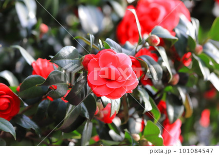 満開の椿　「紅乙女」（コウオトメ  or ベニオトメ）　 101084547