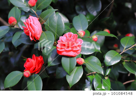 満開の椿　「紅乙女」（コウオトメ  or ベニオトメ）　 101084548
