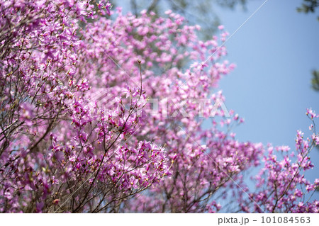青空とミツバツツジの花 青空とミツバツツジの花 101084563