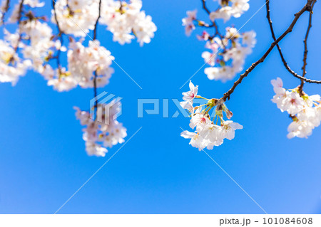 青空に映える桜 青空に映える桜 101084608
