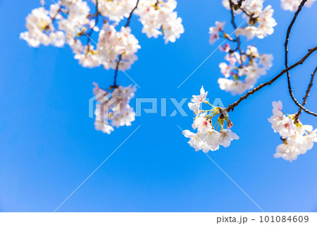 青空に映える桜 101084609