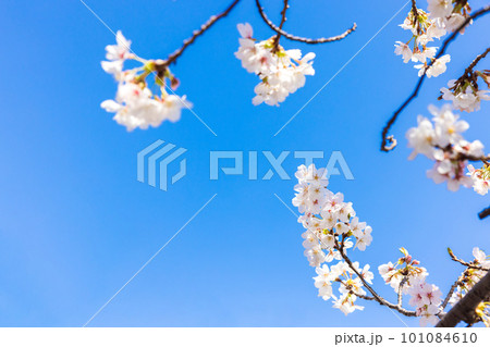 青空に映える桜 青空に映える桜 101084610