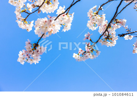 青空に映える桜 青空に映える桜 101084611