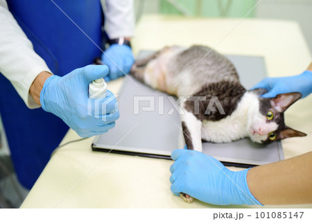 Two veterinarian doctor are going to do an x-ray of the breed Cornish Rex cat during the examination in veterinary clinic. Pet health. 101085147