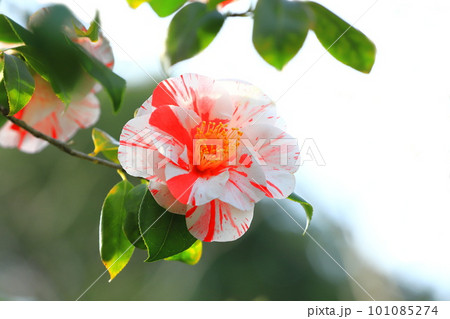 満開の椿　「日暮」（ヒグラシ） 101085274